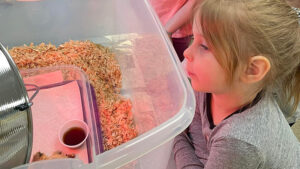 A student observing the baby chicks.