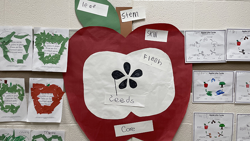 Hallway display of an apple and its parts.
